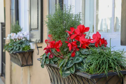 Red flowers and greenery in window boxes