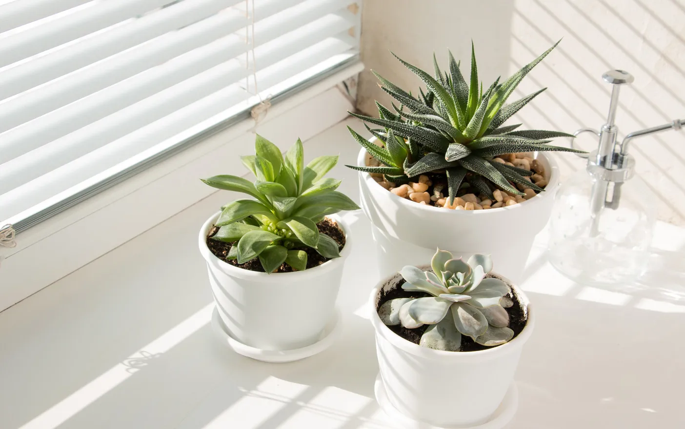 Succulents in white pots on a windowsill