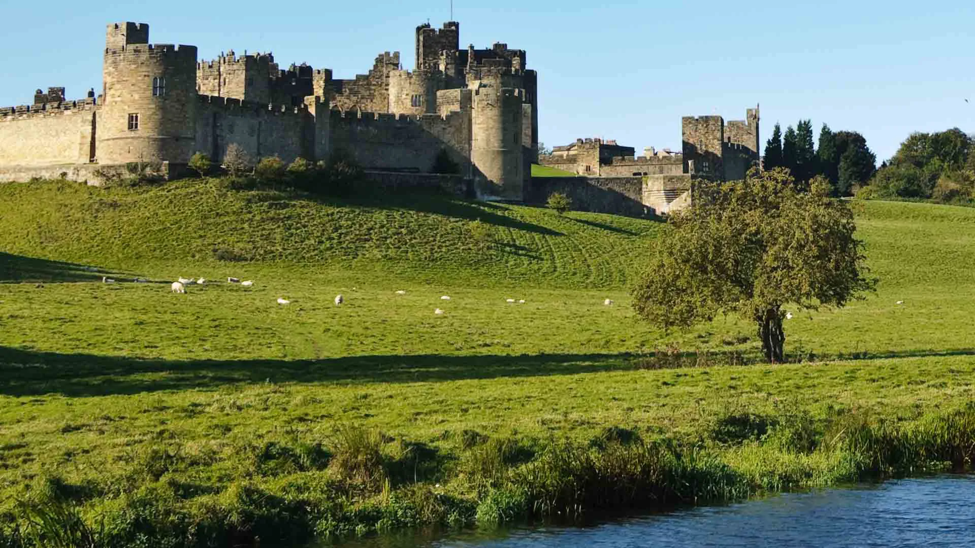 Stone castle on a grassy hill with sheep