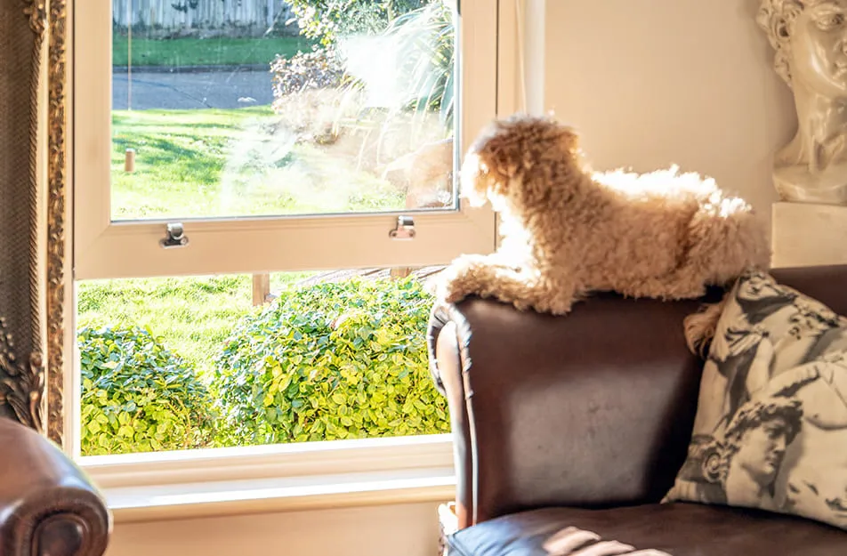 Dog looking out light beige window at garden