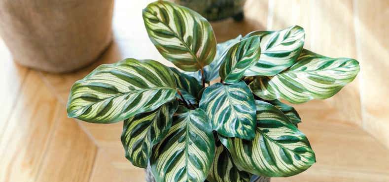 Best plants for conservatories - Calathea