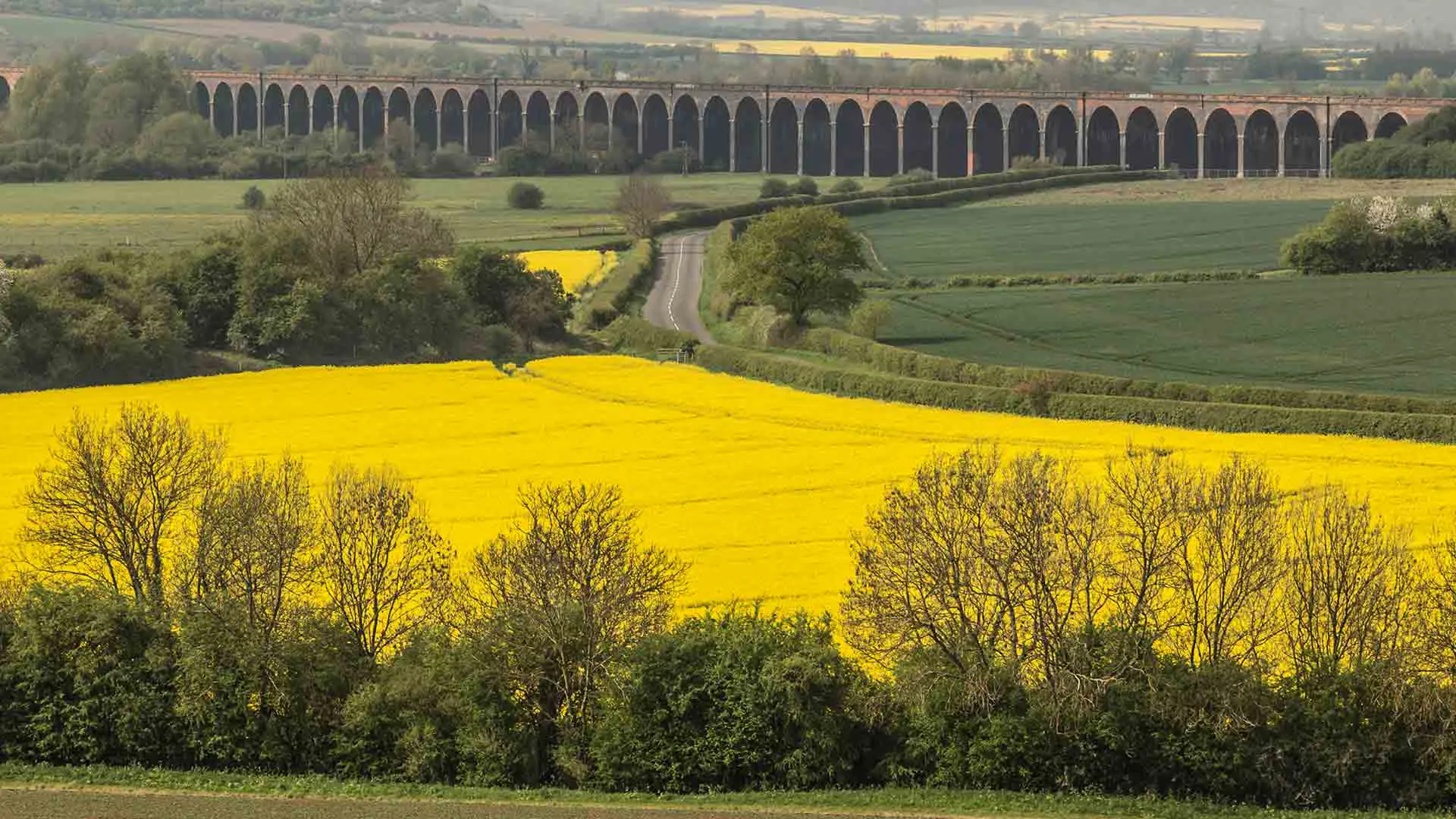 Yellow rapeseed field with railway arches