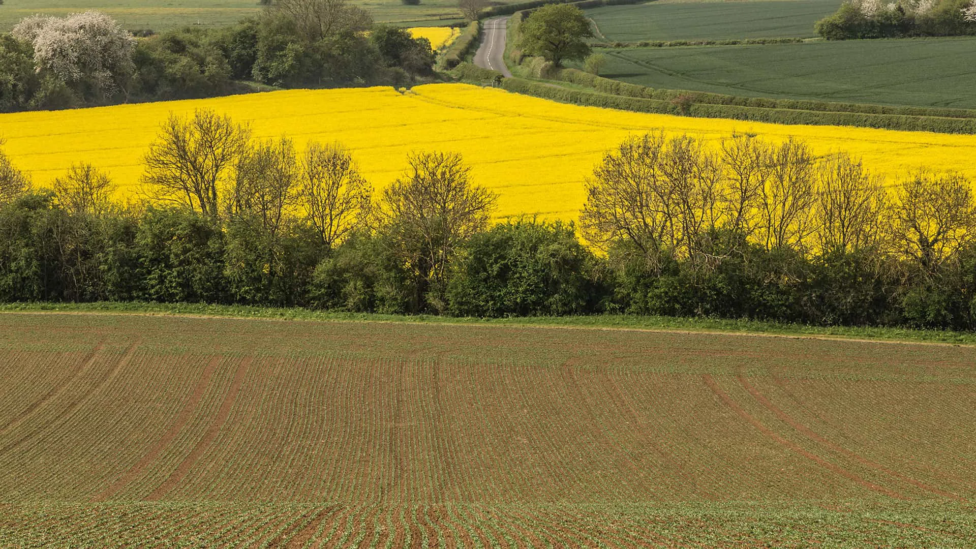 Yellow fields and plowed land landscape