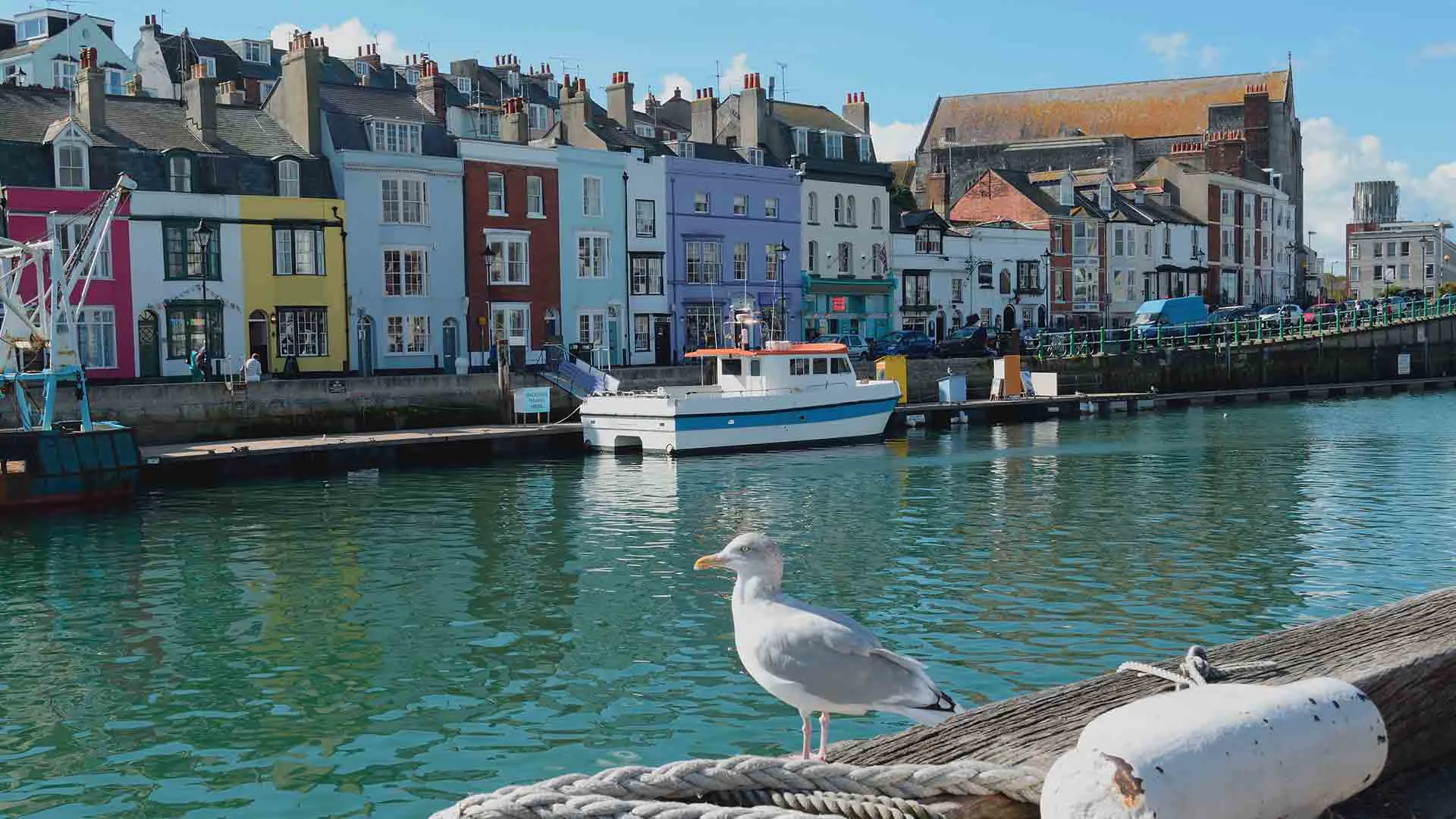 Colorful buildings waterfront with a seagull