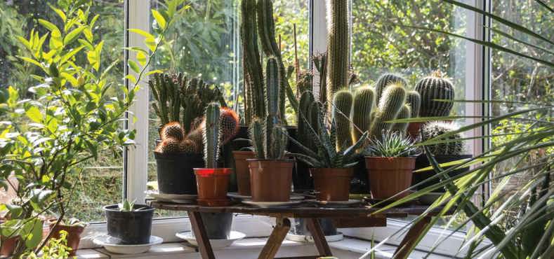 Best plant for conservatories - cacti
