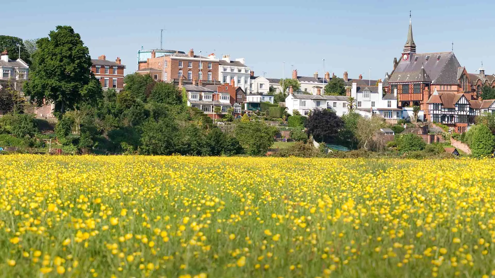 Yellow flowers field with houses in background