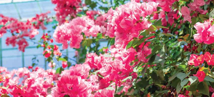Plants for conservatories - Bougainvillea