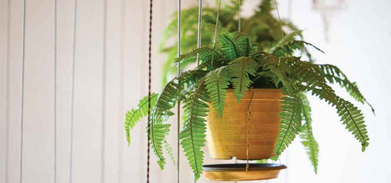 Best plant for conservatories - Boston Fern