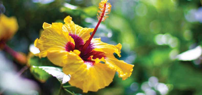 Best plants for conservatories - Hibiscus